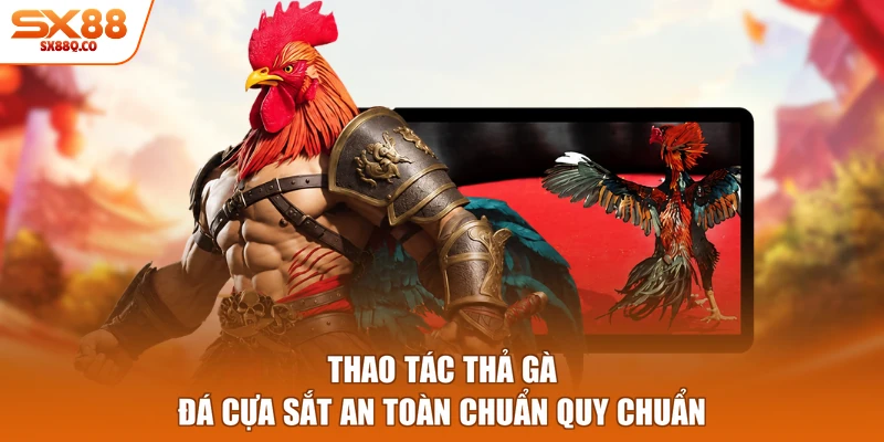 Thao tác thả gà đá cựa sắt an toàn chuẩn quy chuẩn